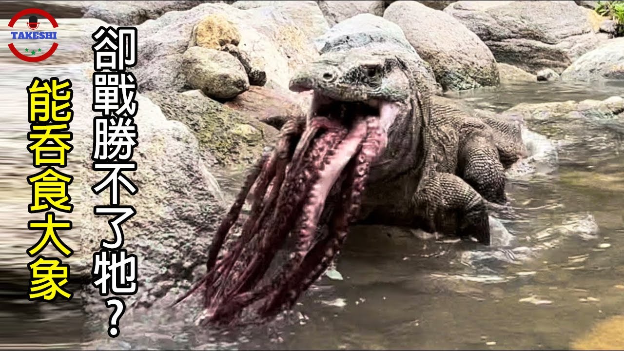 [生物放大鏡] 地球上現存唯一吞過大象的