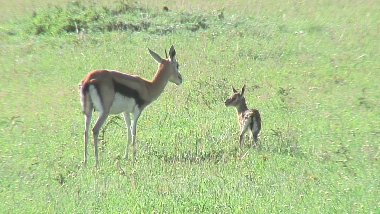 Thomson's Gazelle And New Baby