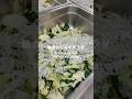 【給食】しらすサラダ#給食 #schoollunch #学校