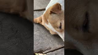 Con 6 chân tui nuôi nó đoá, không được bắt à n