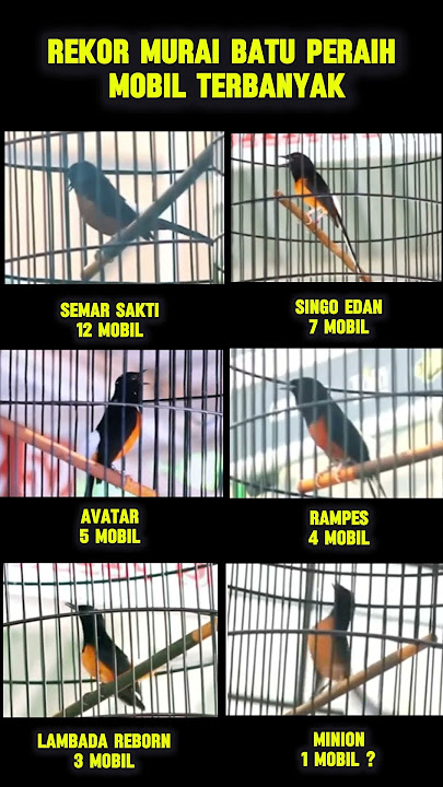 rekor murai batu peraih mobil terbanyak #muraibatu