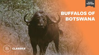 Buffalos of Botswana | Mutual of Omaha's Wild Kingdom