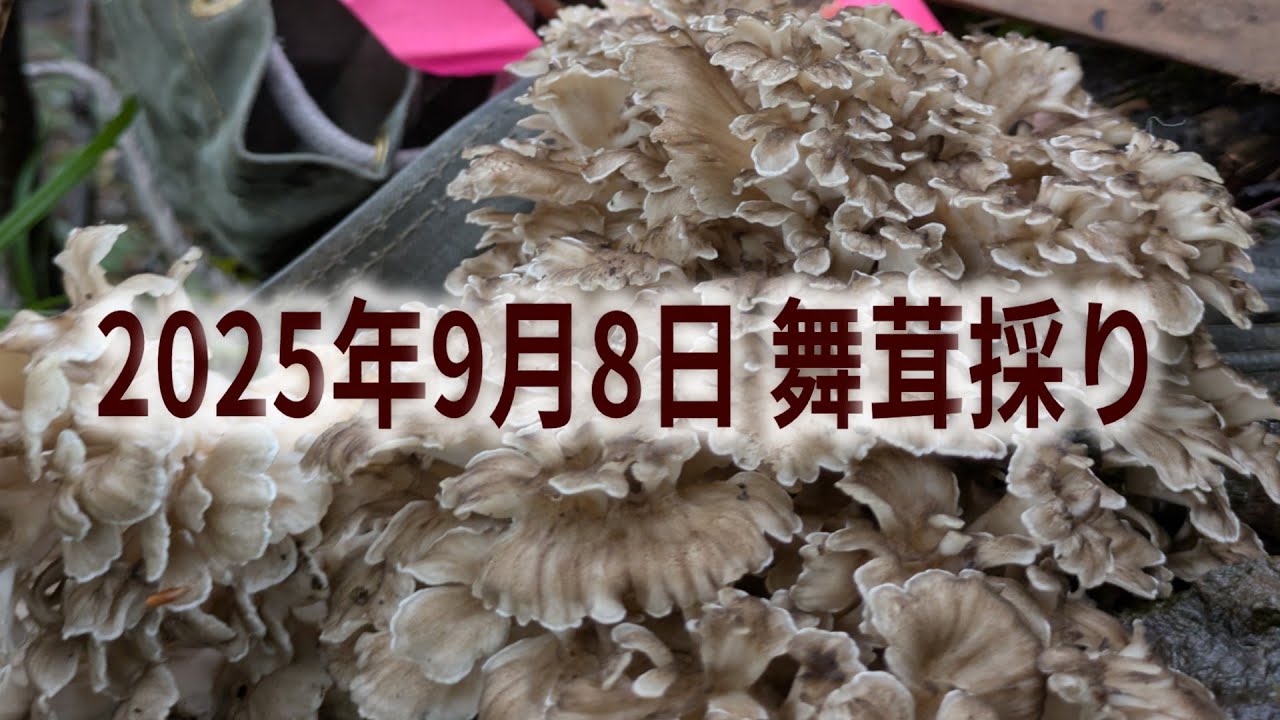 2025年9月8日舞茸採り　初物