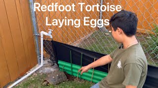 Redfoot Tortoise Laying Eggs @Hamakuaredfoots