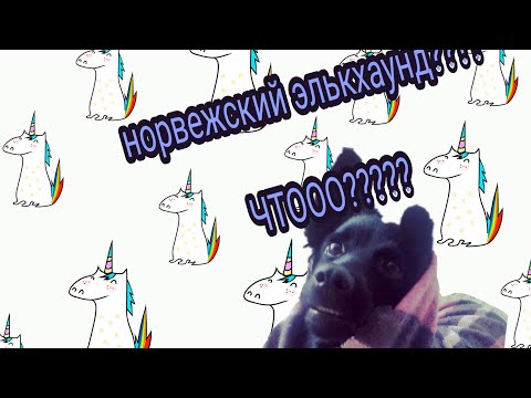 Лосиная лайка или норвежсккий элькхаунд