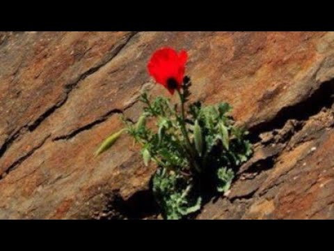 لا تخش حكم الأخرين بل اخشي حكم الضمير