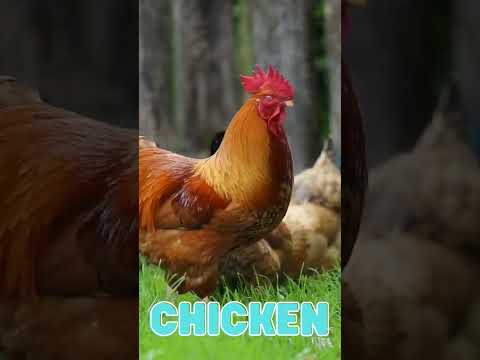 Chicken Wing Song Fun For Kids Kidslearning Music Musicforkids Chicken