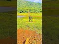 linda paisagem parque veredas