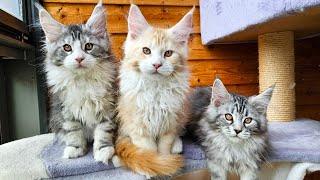 There Are Kittens Everywhere! by Maine Coon Kittens 9,959 views 2 months ago 3 minutes, 12 seconds