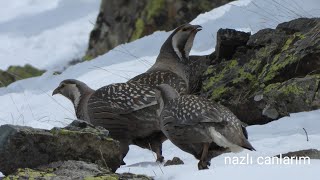 Ur Kekliği   urkeklik yüksek dağların nazlı kuşu (4)
