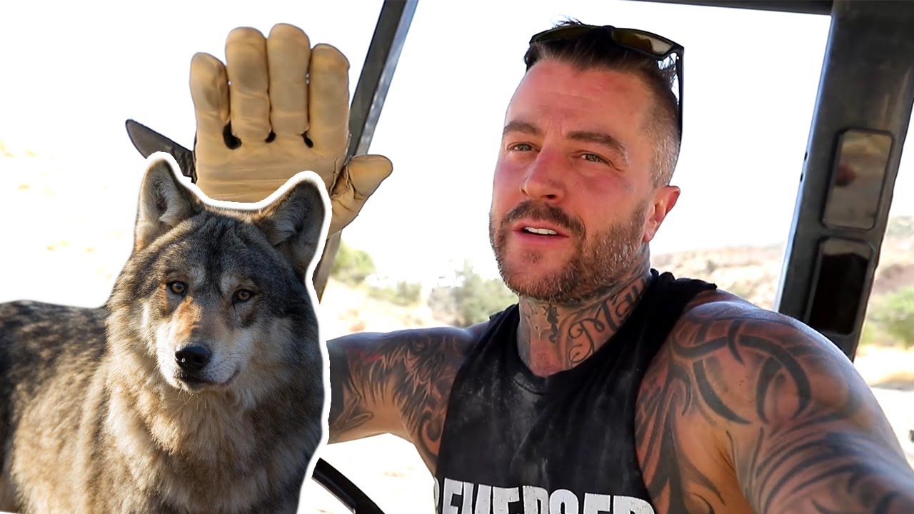 Building a home for wolves!