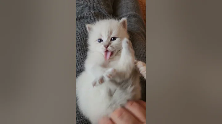 Watch the video about Cute Siberian Kitten...or is he a Ragdoll? 😍 #toocute #kittens #siberiankitten