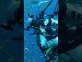 Witnessing the shocking recovery of a coral reef #shorts