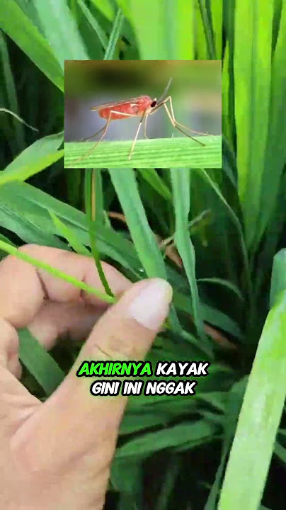 hama ganjur pada tanaman padi #padi