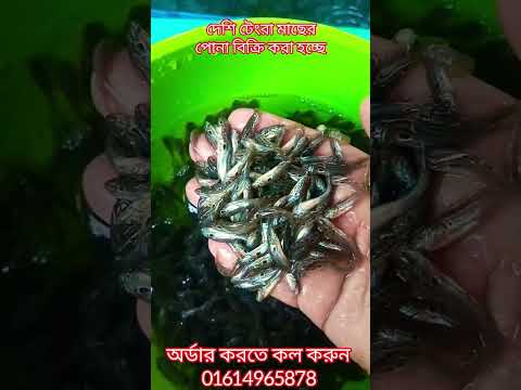 আপনি কি দেশি টেংরা মাছের পোনা চাষ করতে চান তাহলে এক্ষুনি আমাদের সাথে যোগাযোগ করুন 01614965878#fish