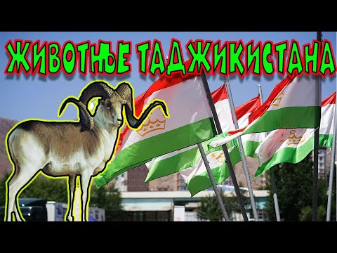 Животные Таджикистана / Animals of Tajikistan