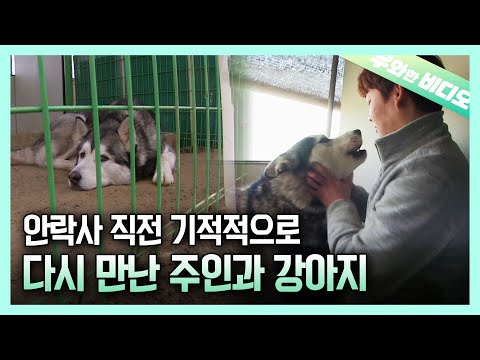 안락사를 앞둔 유기견에게 찾아온 기적┃Miracle for An Abandoned <strong>dog</strong> Which Was <strong>about</strong> to be Euthanized