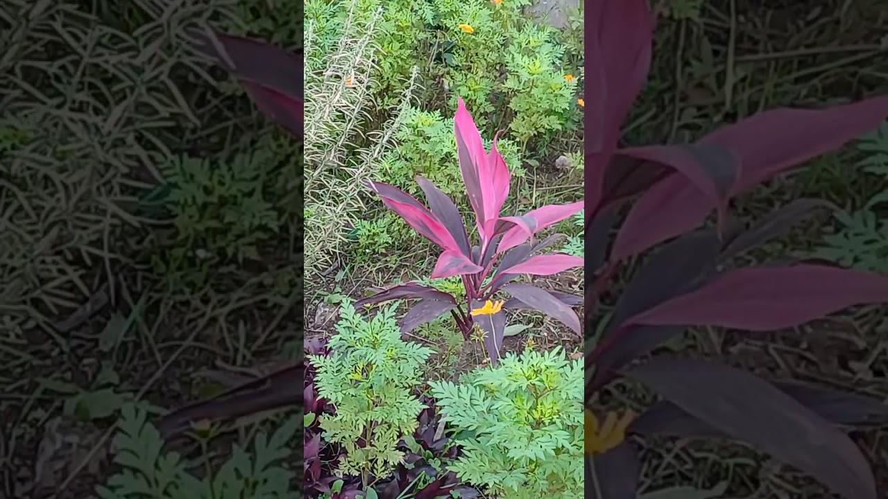 LINDA FOLIAGEM DAS FOLHAS 🍃 ROSAS