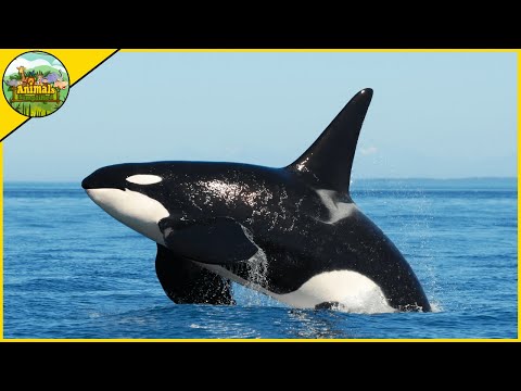 5 Amazing Facts About Killer Whales (Orcas)
