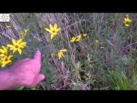 ვიდეო: Coreopsis Whorled