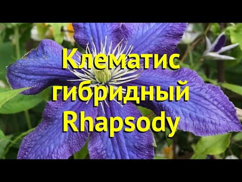 Video: Clematis Rhapsody: maelezo, upandaji na utunzaji katika uwanja wazi