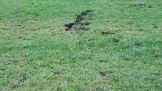 What's this in my florida lawn! by vegasdavetv 205 views 3 years ago 3 minutes, 15 seconds