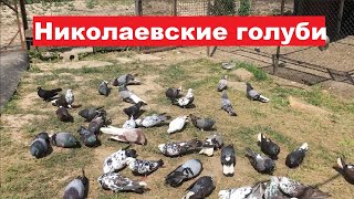 Николаевские голуби. Заехали в гости к Сергею Анатольевичу посмотреть николаевских голубей.