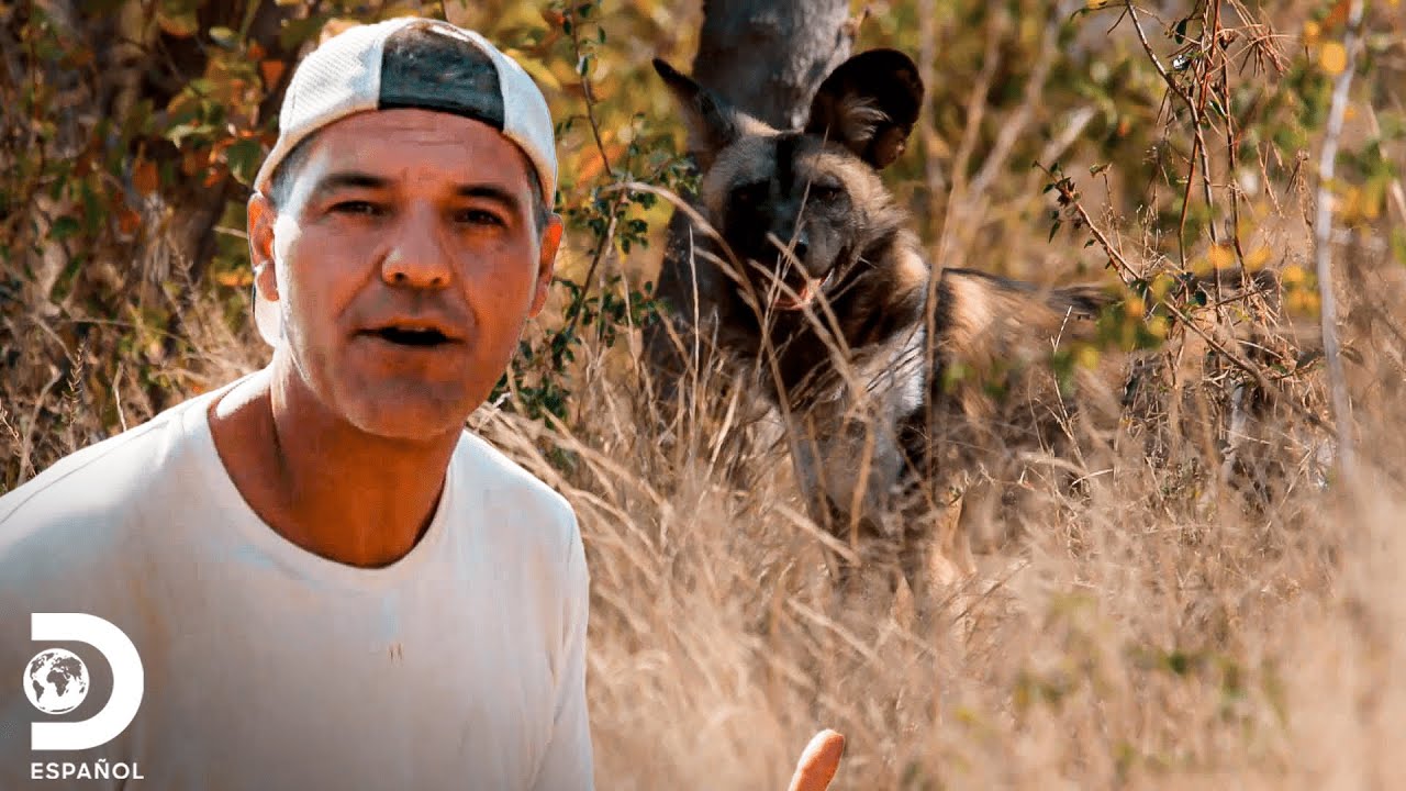 Los perros salvajes africanos están en peligro de extinción | Wild Frank