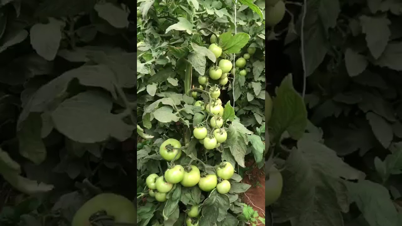 طماطم صنف هديل امريكي