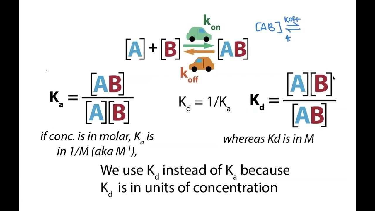 Biochemical Binding Thermodynamics Kd Ka And Their Interpretation biochemical-binding-thermodynamics-kd-ka-and-their-interpretation