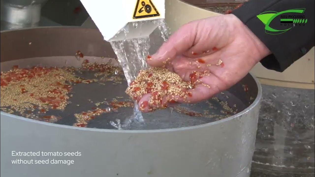 SPH's Tomato Seed Extraction Machine, EMM1201 YouTube