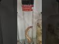 Escolopendra