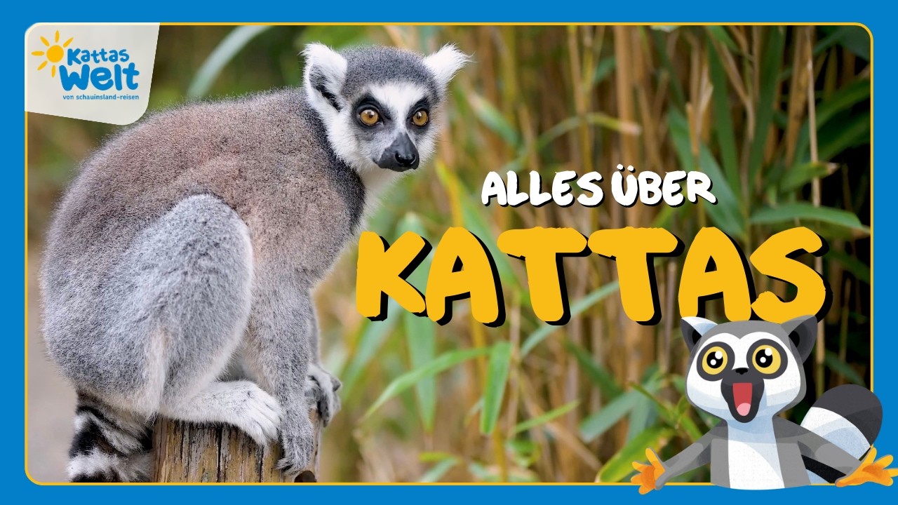 Tierisch nah dran: Halbaffen aus Madagaskar 😲🐒