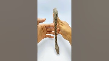 Juvenile Reticulated Python photography