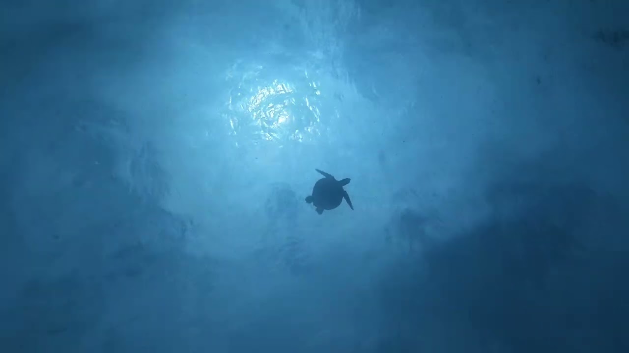 ダイビング動画 カメさん🐢