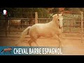 Cheval barbe espagnol des chevaux trs dous pour le travail avec le btail races de chevaux