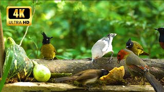 Cat TV😺 Bird watching: Hang out with friends in the forest (4K HDR)