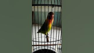 Lovebird isian Gereja tarung,tenkek,cililin 2 #lovebird #lovebirdmasteran #lovebirdgacor #shorts