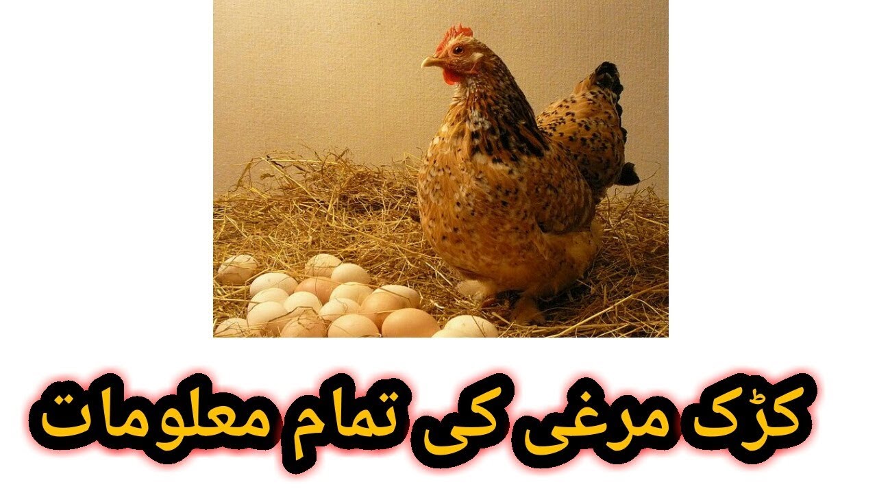 Kurak Murgi Ki Tamam Malumaat complete Information About Broody Hen pets Care YouTube