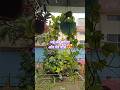 balcony garden plant | #plants #balcony #garden #youtubeshorts #homeandworkstyles