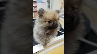 ペットプラザ川崎小向店 ポメラニアン 13678 - YouTube