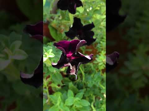 Vídeo: Petunia. Terciopelo Negro. Nuevo Grado. Floración Decorativa. Plantas De Jardín. Flores Una Fotografía