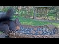 ZS Makov | Veverušky na krmítku | Squirrels on a feeder | Wiewiórki na karmniku