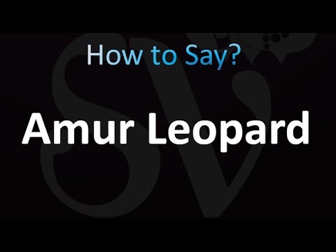 How to Pronounce Amur Leopard (correctly!) - YouTube