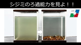 シジミのろ過能力を見よ！！ NA13【内水面研究所】