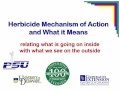 Hebicide Mechanism of action and What it Means