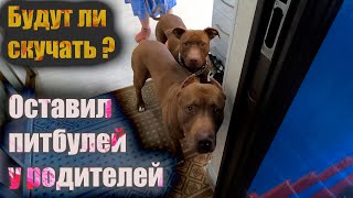 Хозяин оставил питбулей. Как поведут себя Спайк и Кияра? Что стало с хвостом Багиры...