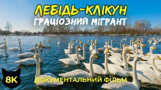 Лебідь-клікун – граціозний мігрант | Документальний фільм про дику природу в 8К (озвучений ШІ)