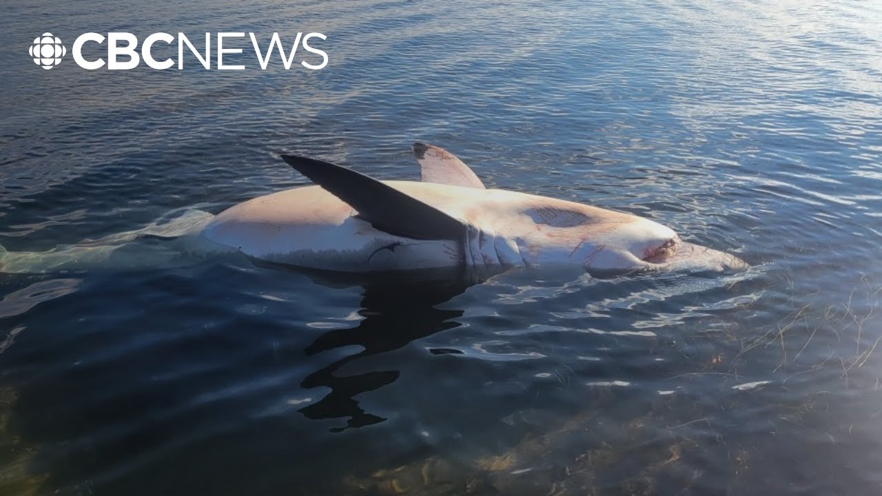 Dead great white shark found on P.E.I. beach: What happened?