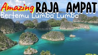 Amazing Raja Ampat !! Bertemu Lumba Lumba #travel #beautifulscenery  #wonderfulindonesia